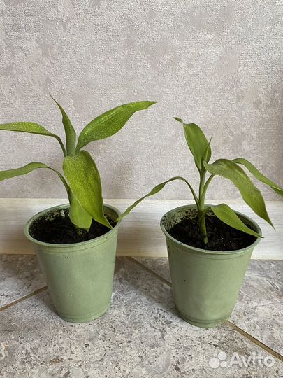 Драцена Sandero (Бамбук счастья)