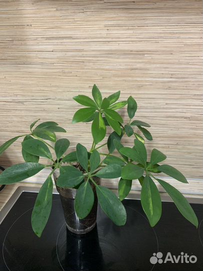 Шефлера вариегатная