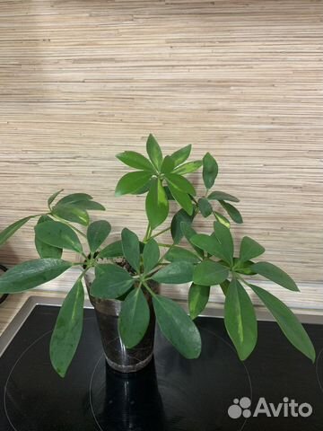 Шефлера вариегатная