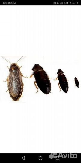 Живой корм для стрижей, ящериц и других