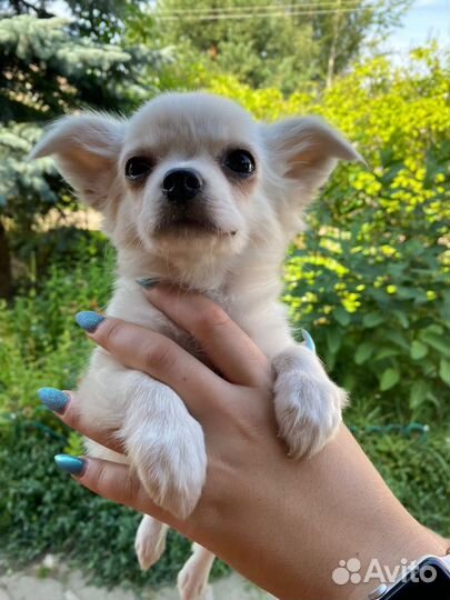 Очаровашка