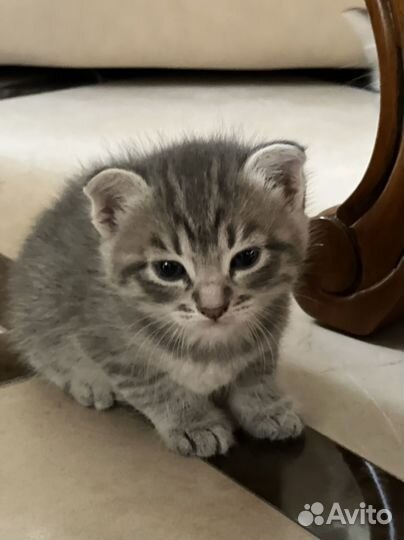 Котята вислоушки в добрые руки