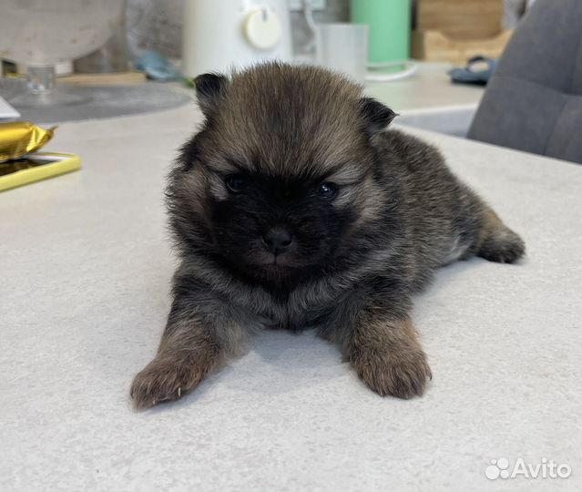 Померанский шпиц 1 месяц