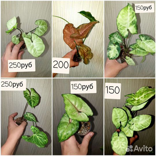 Сингониумы сортовые