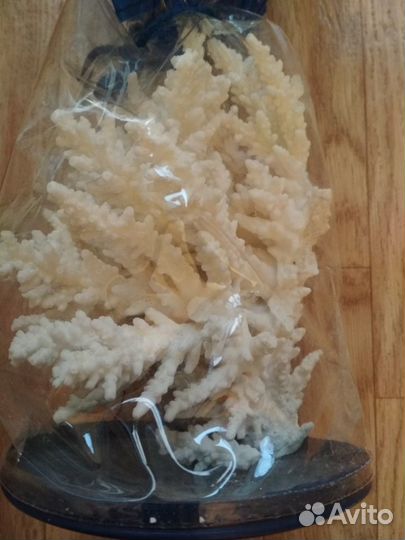 Морские ракушки