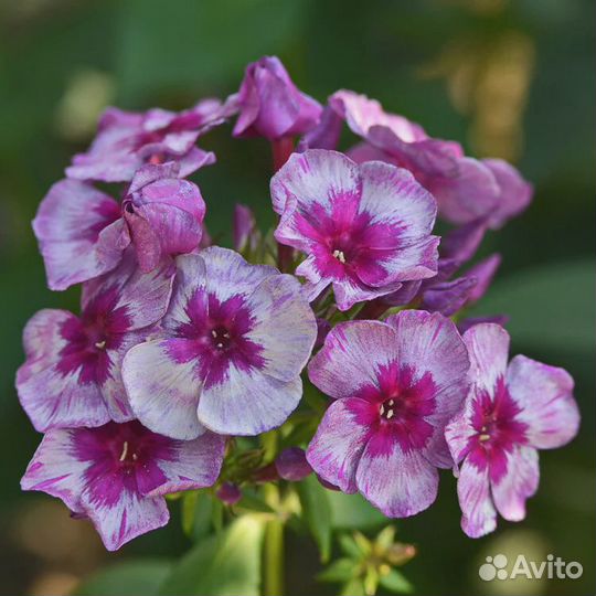 Саженцы Флокса метельчатого 7 сорт горшок доставка