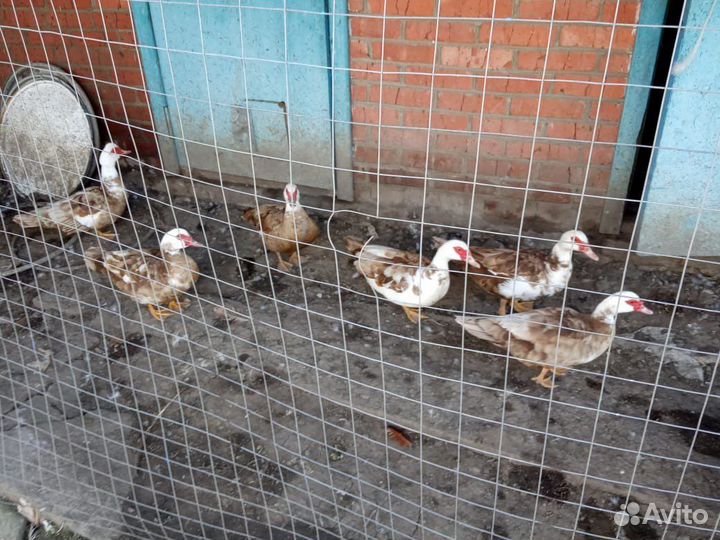 Петухи Брама,Кохи,Орпы,Цветные Породистые,Индоутки