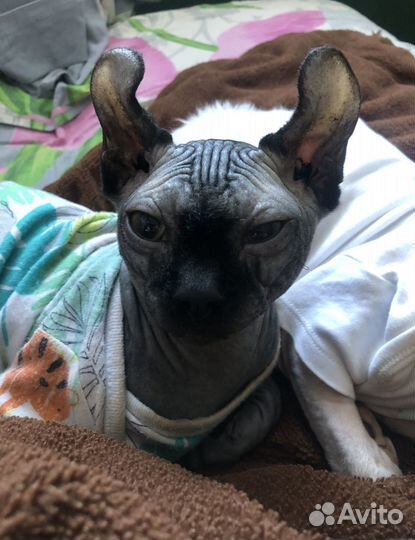 Сфинкс эльф вязка