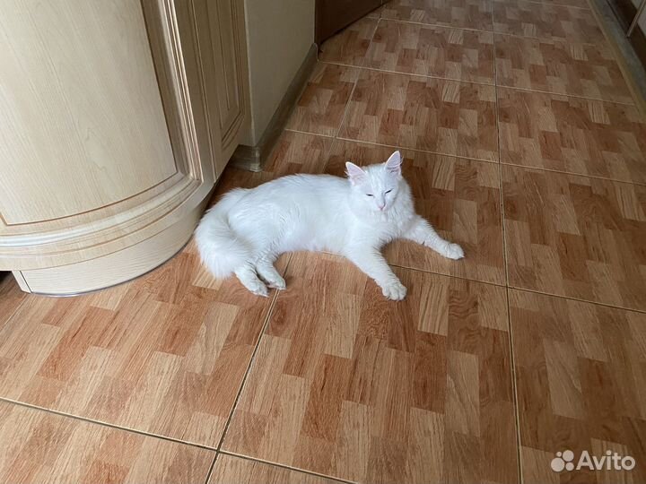 Турецкая ангора