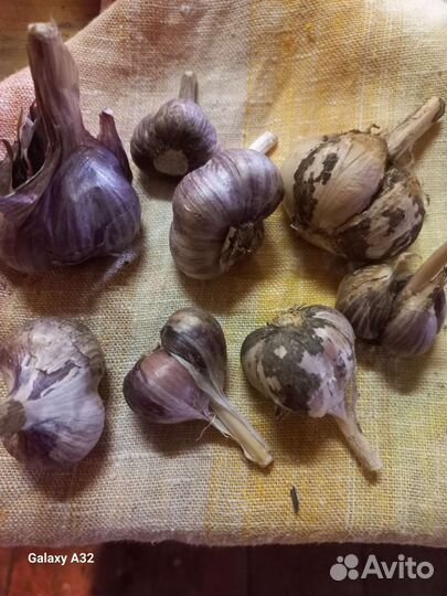 Лук шалот,лук шнитт,чеснок,лук репчатый в косах