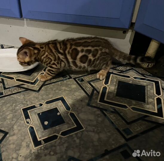 Бенгальские котята с документами