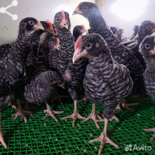 Подрощннные цыплята доминант 959,дс109