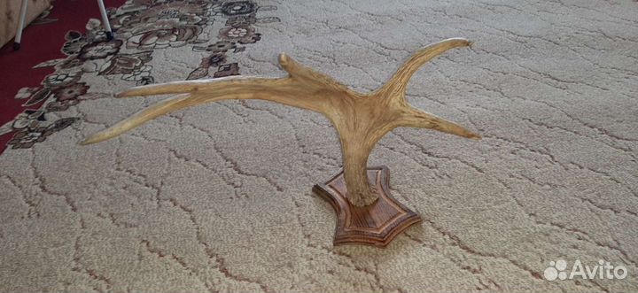 Продам рога лося