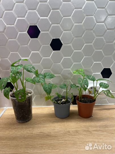 Монстера манки