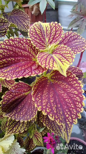 Колеусы сортовые вегетативные на срез от 50р