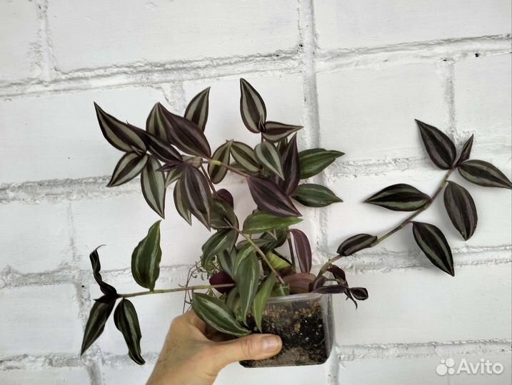 Букет традесканций