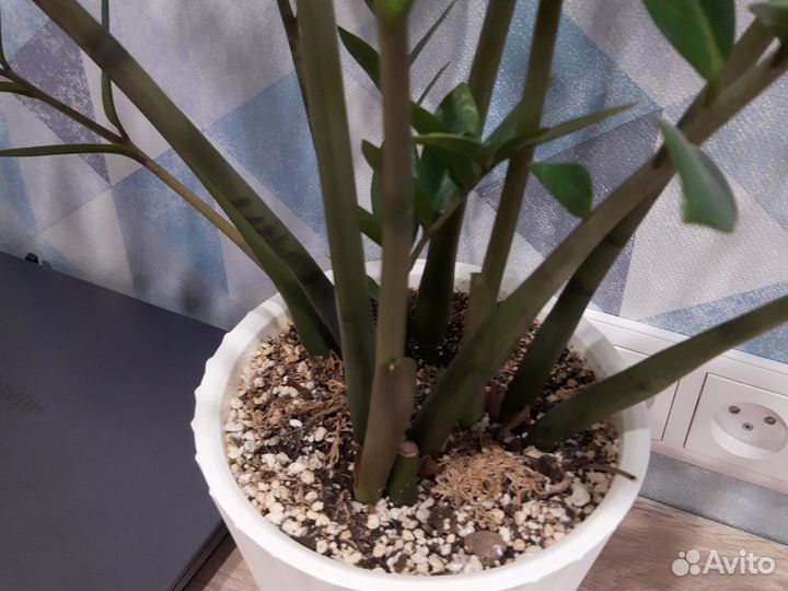 Замиокулькас