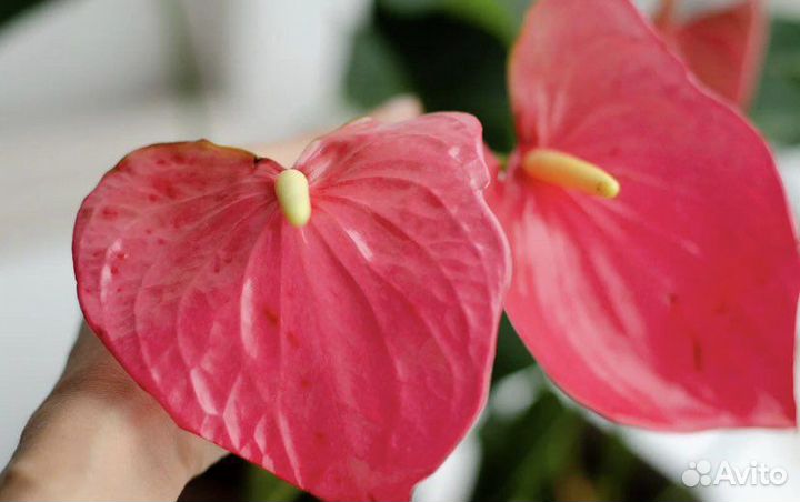 Антуриум Эмма