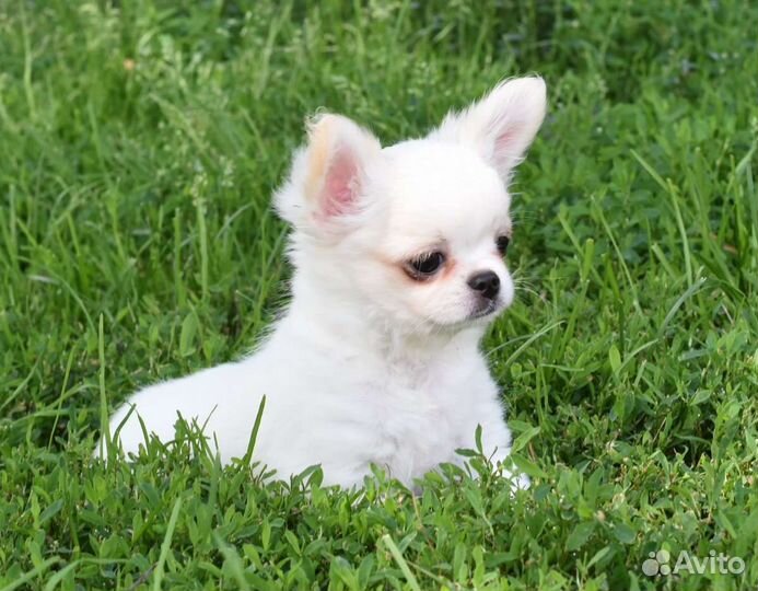 Щенки чихуахуа большой выбор окрасов