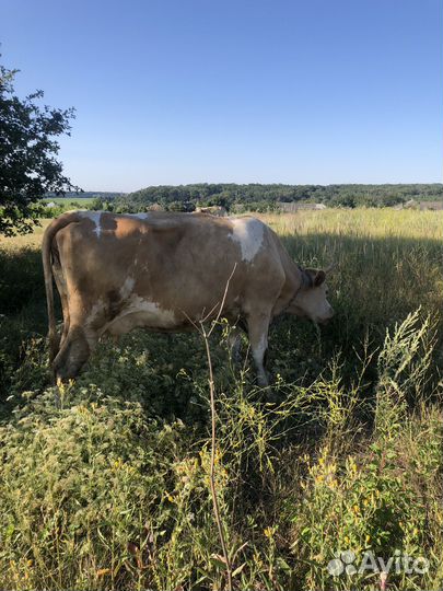 Продается корова