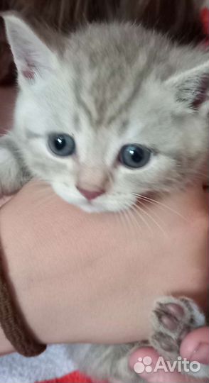 Котята шотландские