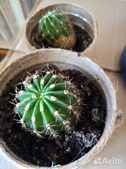 Кактус эхинопсис цветущий