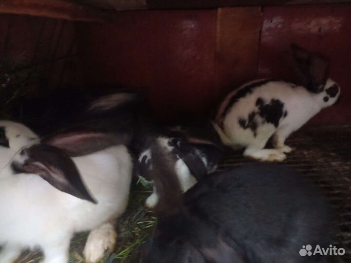 Самцы и самки