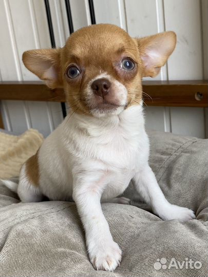 Чихуахуа мальчишка