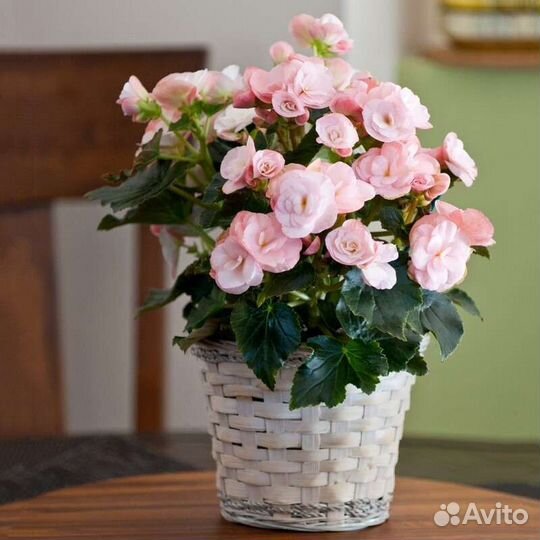 Бегония корневая