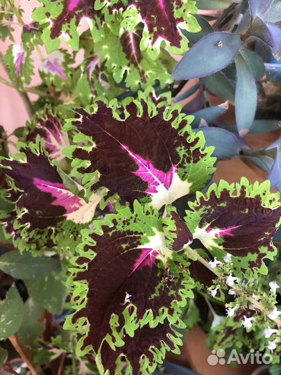 Комнатные цветы