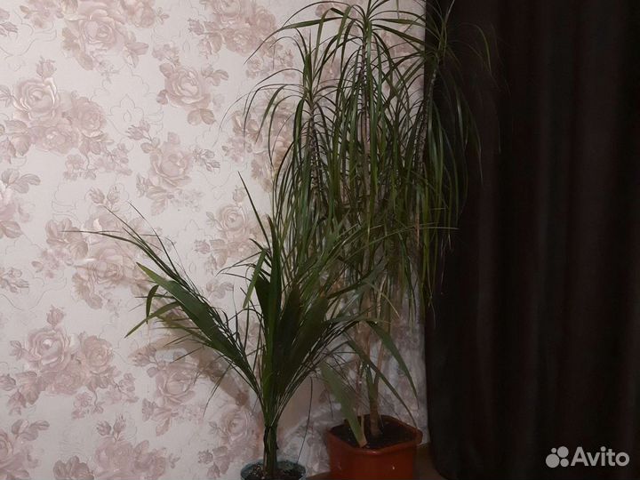 Пальма драцена 1,5 м