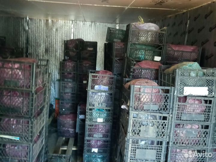 Рассада клубники оптом фриго