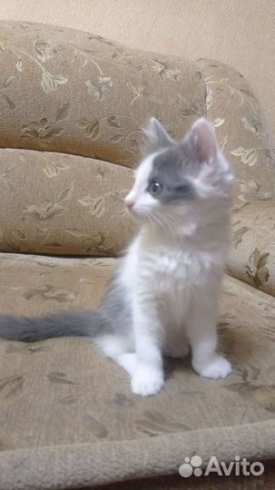 Котята ищут новую любящую семью