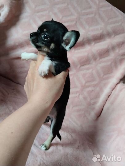 Чихуахуа мини девочка. Доставка