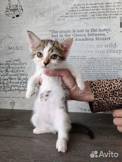 Котёнок в добрые руки