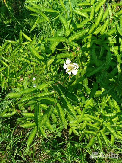 Норвежская малина