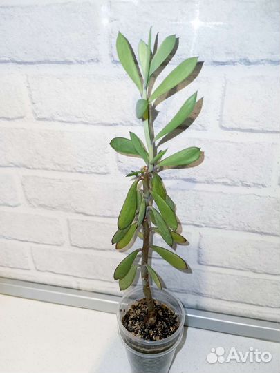 Редкие и экзотические растения 7