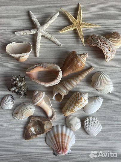 Морские раковины, звезды, кораллы