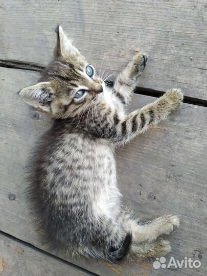 Котята в добрые руки бесплатно