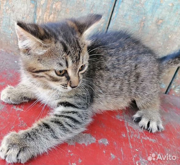 Кошечки мышеловки в добрые руки