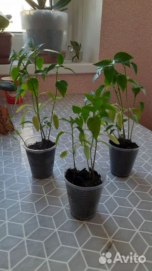 Перчик стручковый острый