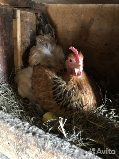 Курица наседка