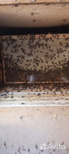 Пчелосемьи Бакфас ф1