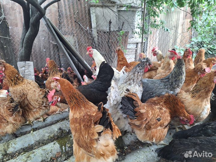 Домашние куры