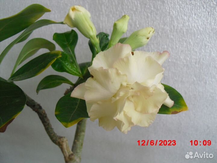 Адениум привитый