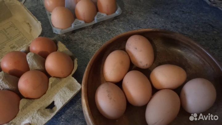 Домашние куриные яйца