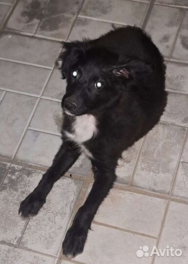 Собака в добрые руки щенок