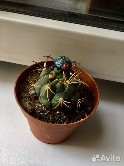 Кактусы и суккулент