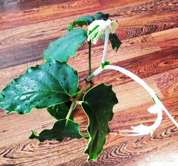 Тетрастигма- домашний виноград