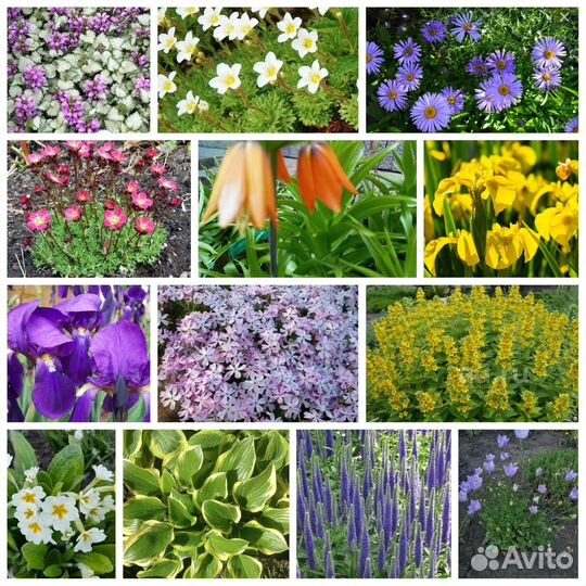 Садовые растения